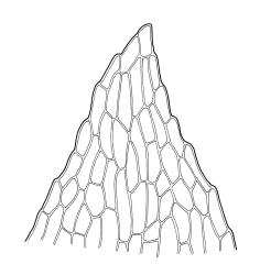 Physcomitridium readeri, leaf apex. Drawn from J.K. Bartlett s.n., 19 Mar. 1980, CHR 449103.
 Image: R.C. Wagstaff © Landcare Research 2019 CC BY 3.0 NZ